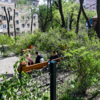 Обрезкой деревьев занималась частная компания — newsvl.ru