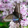 Парусники Маака во Владивостоке: сезон бабочек открыт (ФОТО)