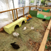 На новом месте живут штук семь кроликов — newsvl.ru
