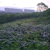 Власти Владивостока и Росприроднадзор проверяют информацию граждан о незаконной вырубке резидентом СПВ краснокнижных деревьев на Нейбута (ФОТО)