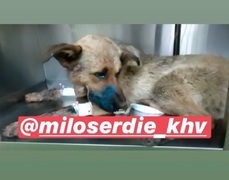 Неизвестные расстреляли бездомную собаку в селе Тополево 