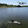 Серый дельфин попал на мелководье в заливе Угловом (ФОТО)