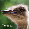 Посетители зоопарка на Садгороде хватали страуса за шею и гоняли утят