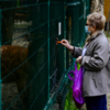 Посетительница кормит пятнистого оленя — newsvl.ru