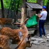 Пятнистые олени долго ждали гостей — newsvl.ru