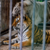 Бенгальский белый тигр Маркиз и бенгальская рыжая тигрица Амурка — newsvl.ru