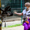 Жители Владивостока могут вновь посетить зоопарк на Садгороде — newsvl.ru