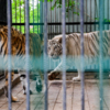 Амурский и бенгальский тигры — newsvl.ru