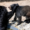 Гималайские медведи играются — newsvl.ru