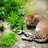 Дальневосточный леопард нежится на солнышке — newsvl.ru