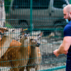 Пятнистые олени долго ждали гостей — newsvl.ru