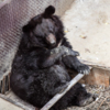 Гималайский медведь — newsvl.ru