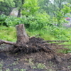 Некоторые деревья спилили — newsvl.ru