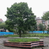 Сквер Дружбы также капитально отремонтируют — newsvl.ru