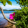 Яркие цветы выделяются на фоне моря — newsvl.ru