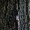 Гусеницы живут на дереве, а их личинки – в почве — newsvl.ru