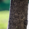 Гусеницы ползают по дереву и сваливаются на головы прохожих — newsvl.ru