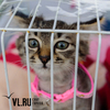 В субботу во Владивостоке пройдёт выставка-раздача котят и кошек