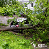 На Коммунаров рядом с припаркованным автомобилем упало дерево, затопило два подъезда (ФОТО; ВИДЕО)