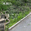 Во Владивостоке спилили многолетние деревья для выноса сетей Ростелекома (ФОТО)