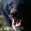 В Приморье медведь серьёзно ранил мужчину на пасеке