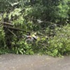 Дерево упало на автомобиль на ул. Марины Расковой, 6. Фото -  dps_controlnews — newsvl.ru