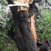 Дерево упало на автомобиль на ул. Марины Расковой, 6. Фото -  dps_controlnews — newsvl.ru