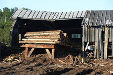 Трех братьев осудили за незаконную вырубку леса в Вяземском районе