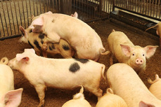 Ветеринары Хабаровского края бьют тревогу в связи с африканской чумой свиней