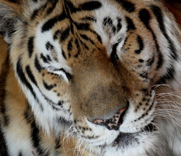 Уголовное дело о попытке продажи шкуры амурского тигра возбуждено в Хабаровском крае
