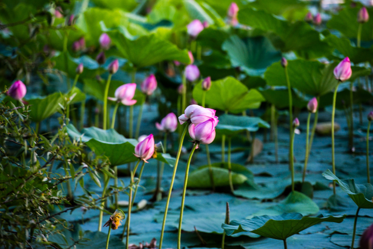 Фиалка озеро лотосов фото и описание сорта