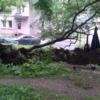 Перед обустройством тротуара выкорчевали дерево. Фото читателей VL.ru — newsvl.ru
