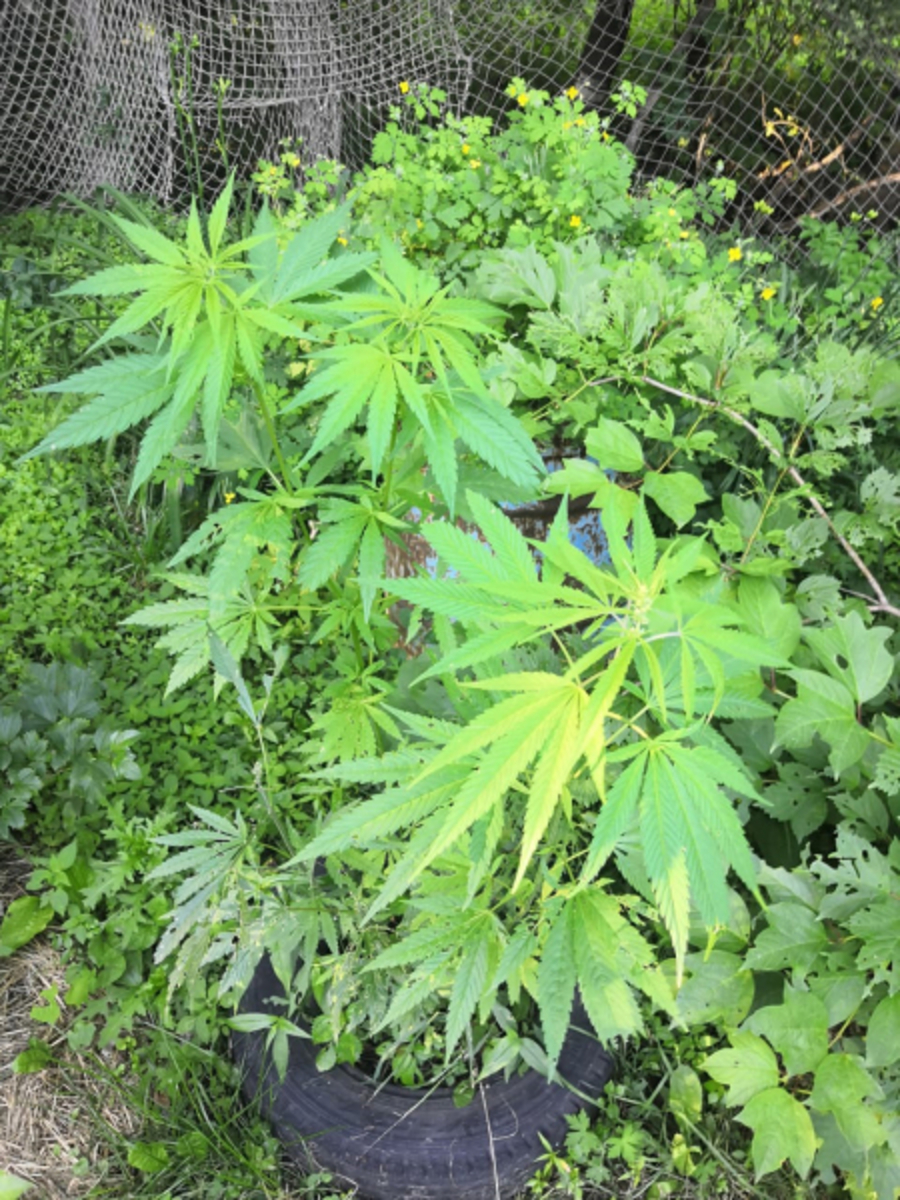 конопля растение рода cannabis