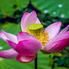 На озерах Приморья цветут лотосы