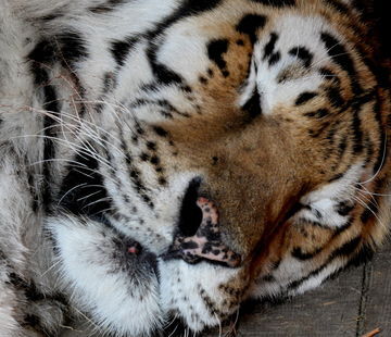 Власти не услышали: экологи просят спасти популяцию амурских тигров в Хабаровском крае