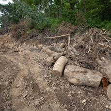 Торговая компания заплатила за незаконную вырубку деревьев 286 тысяч рублей в бюджет Владивостока