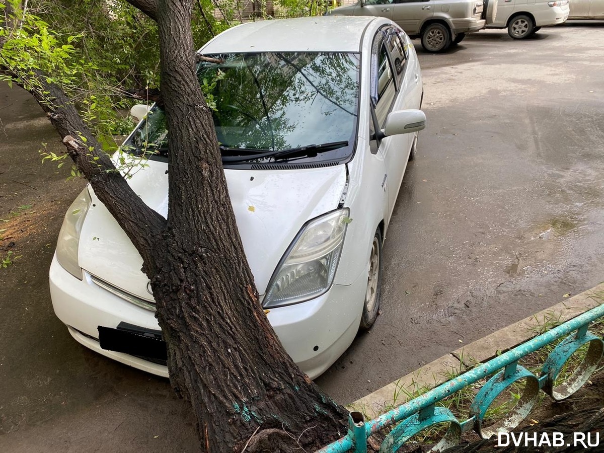 Упавшим деревом повреждена припаркованная во дворе высотки машина (ФОТО) —  Новости Хабаровска