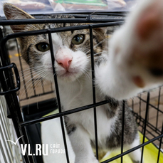 28 котят и кошек нашли новый дом на благотворительной выставке в Пушкинском сквере 