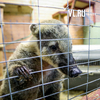 Приморским зоопаркам компенсируют ущерб от коронавируса