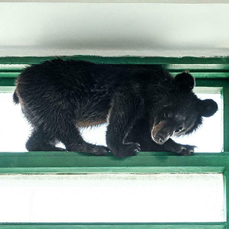 В Дальнегорске медвежонок пробрался в подъезд дома 