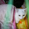 Взрослых котов берут реже  — newsvl.ru