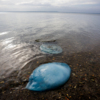 Такие медузы не опасны для человека, тем более в ослабленном состоянии — newsvl.ru