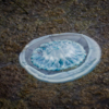  Эта медуза уже мертва — newsvl.ru