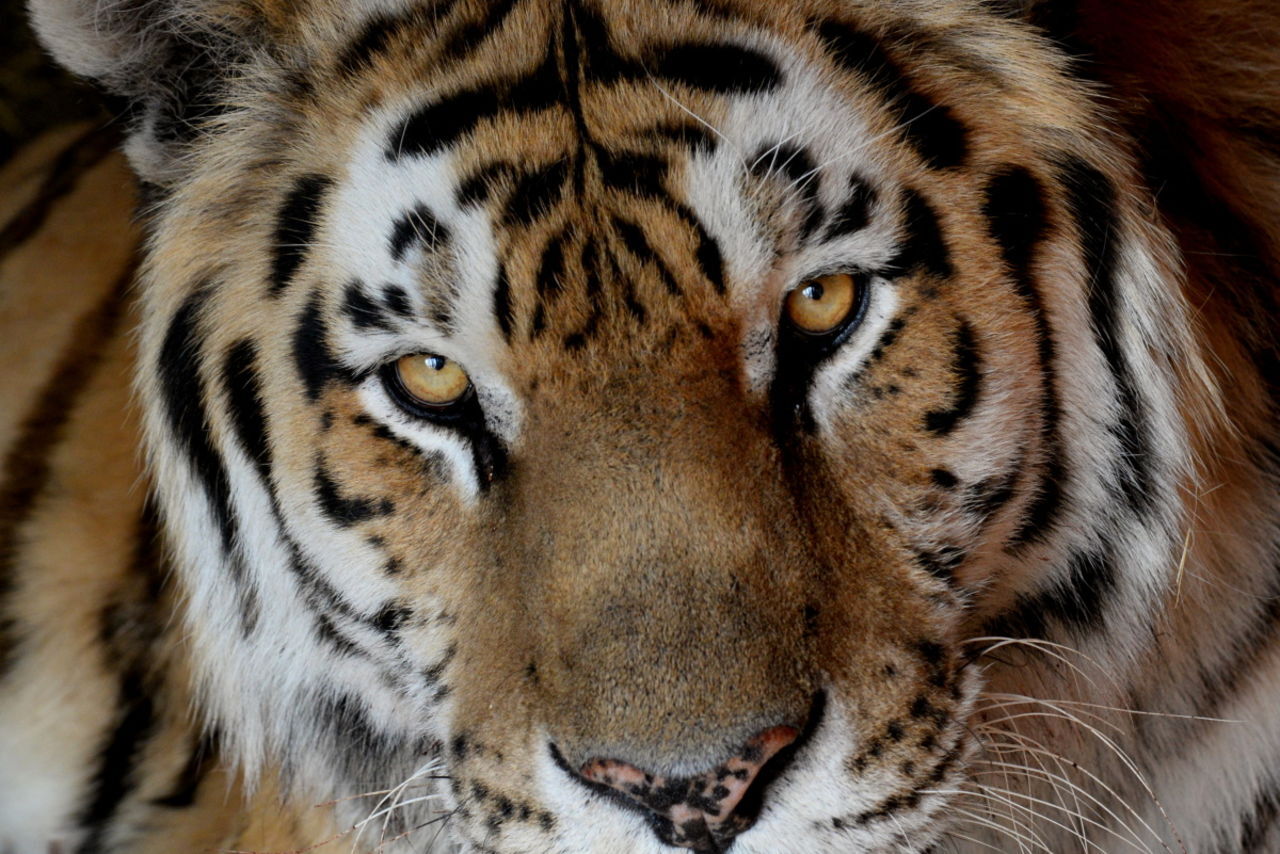 Тигры в заповеднике под Хабаровском обзавелись потомством