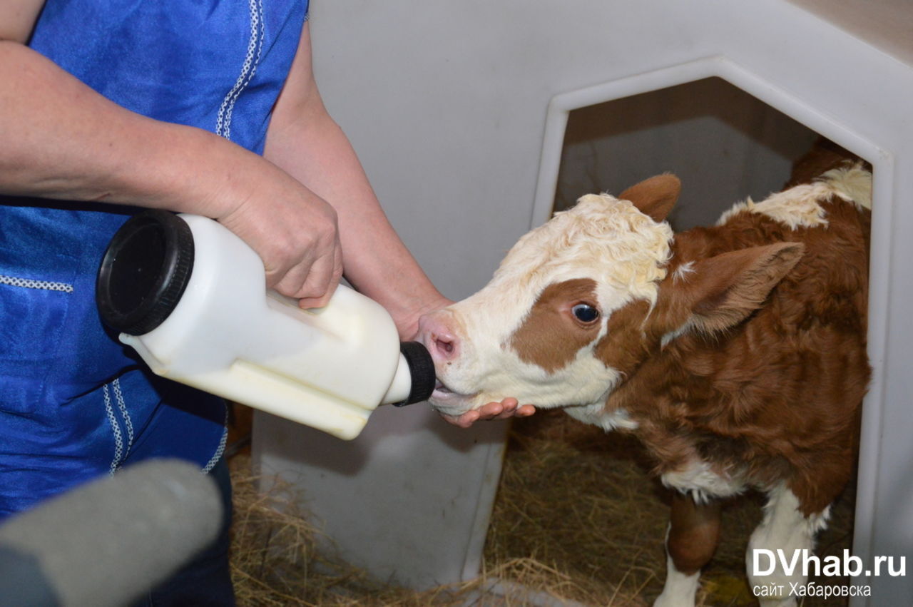 Массовая вакцинация коров начата в Хабаровске из-за опасного заболевания