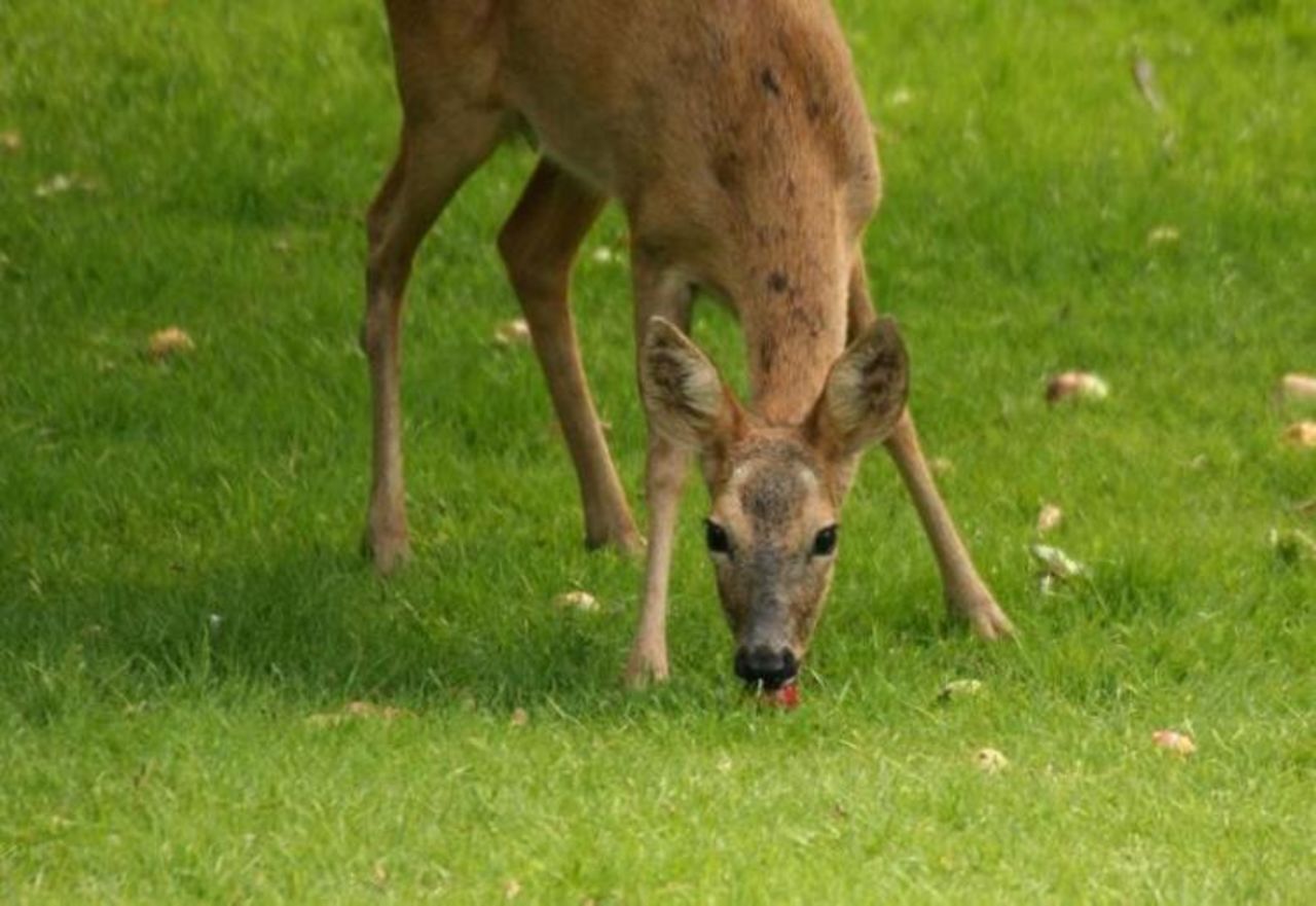 Ильменский заповедник лось. Косуля ест мясо. Косуля ест мясо. Косуля ест мясо. Косуля сибирская.