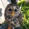 В Приморье выхаживают сову со сломанным крылом (ФОТО)