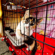 На ярмарке-раздаче кошек во Владивостоке почти половина животных нашли новый дом