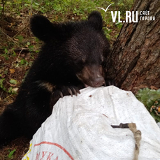 Житель села под Спасском приютил потерявшегося медвежонка и передал его егерям 