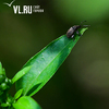 Микромир тайги: насекомые и растения приморского леса в объективе фотографа VL.ru